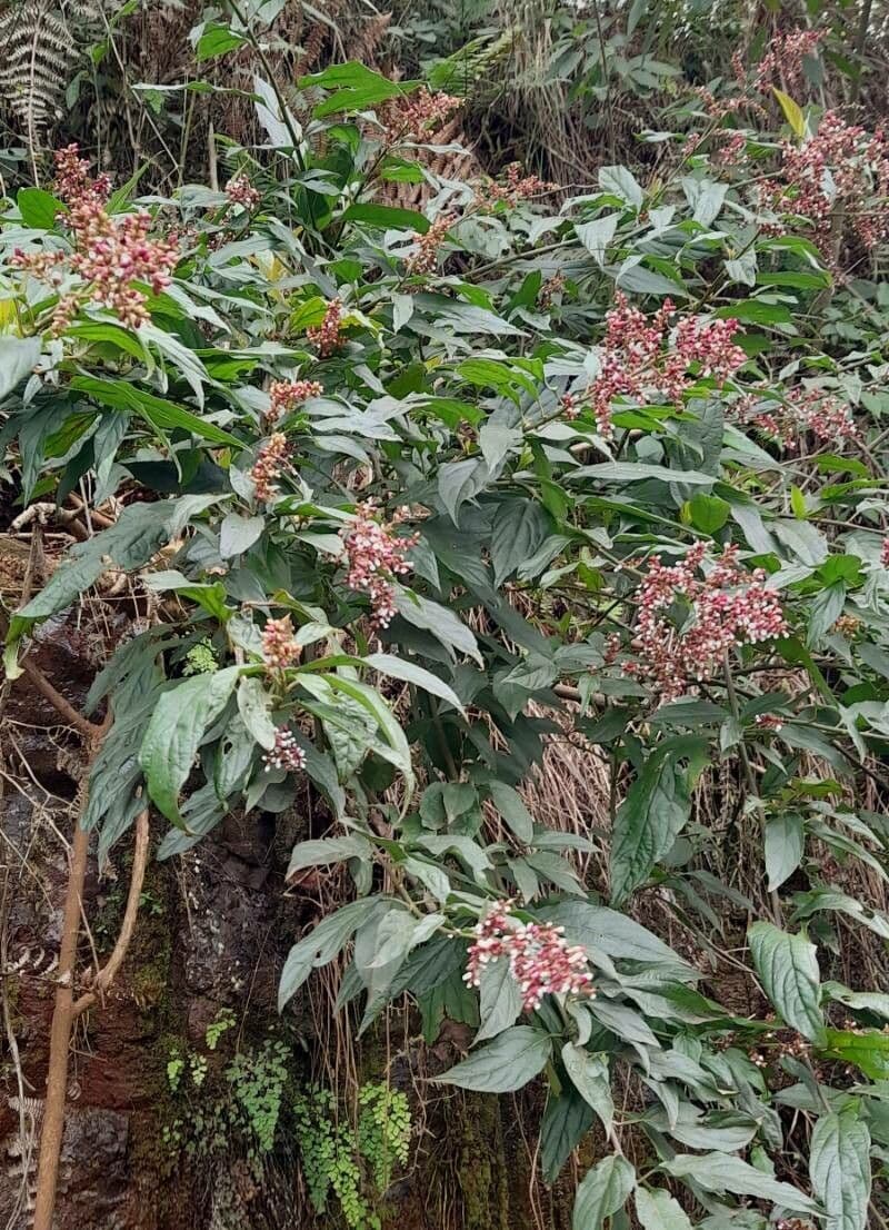Chamissoa Altissima 10