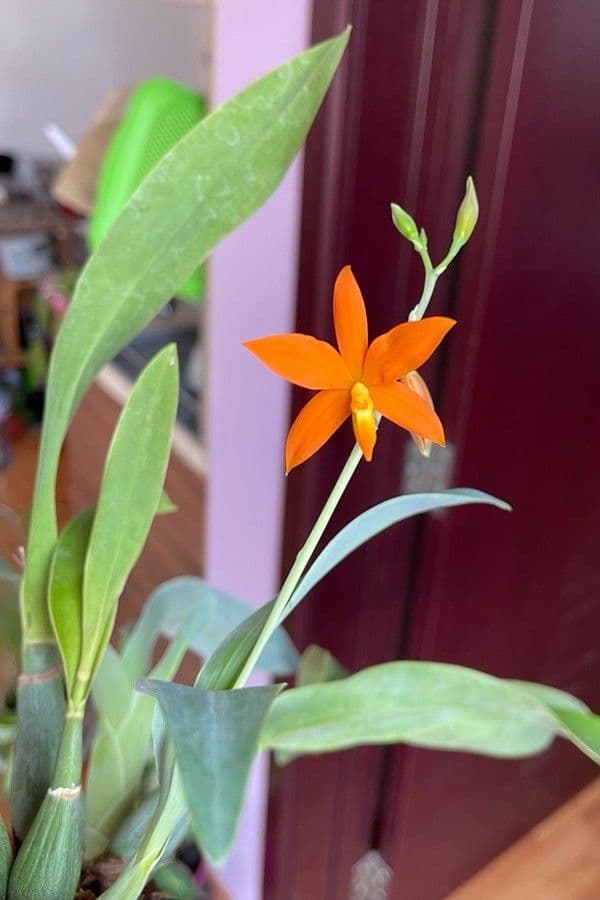Prosthechea vitellina