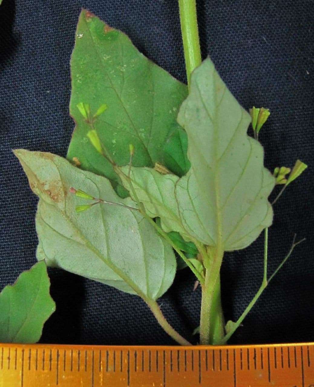 Boerhavia erecta 25