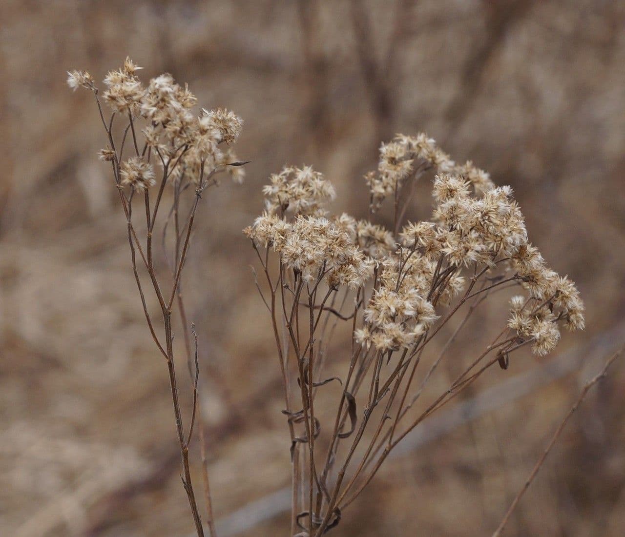 Euthamia graminifolia