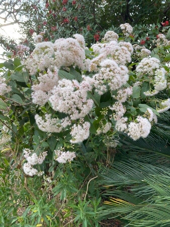 Ageratina 2