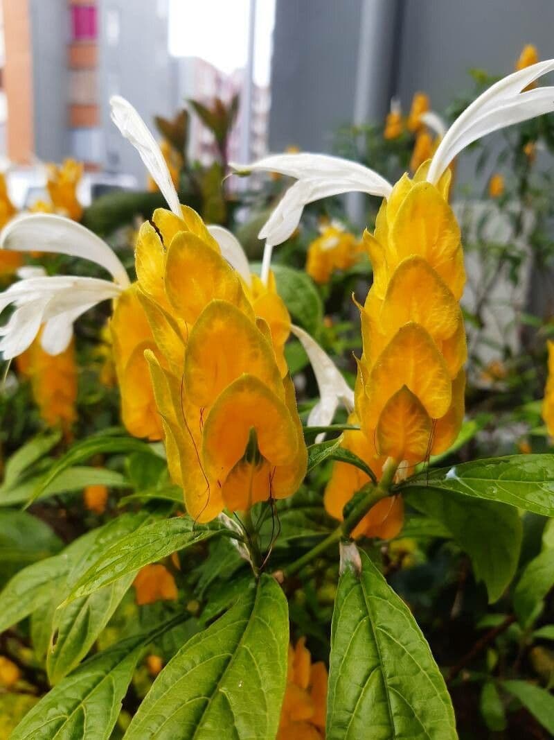 Pachystachys 23