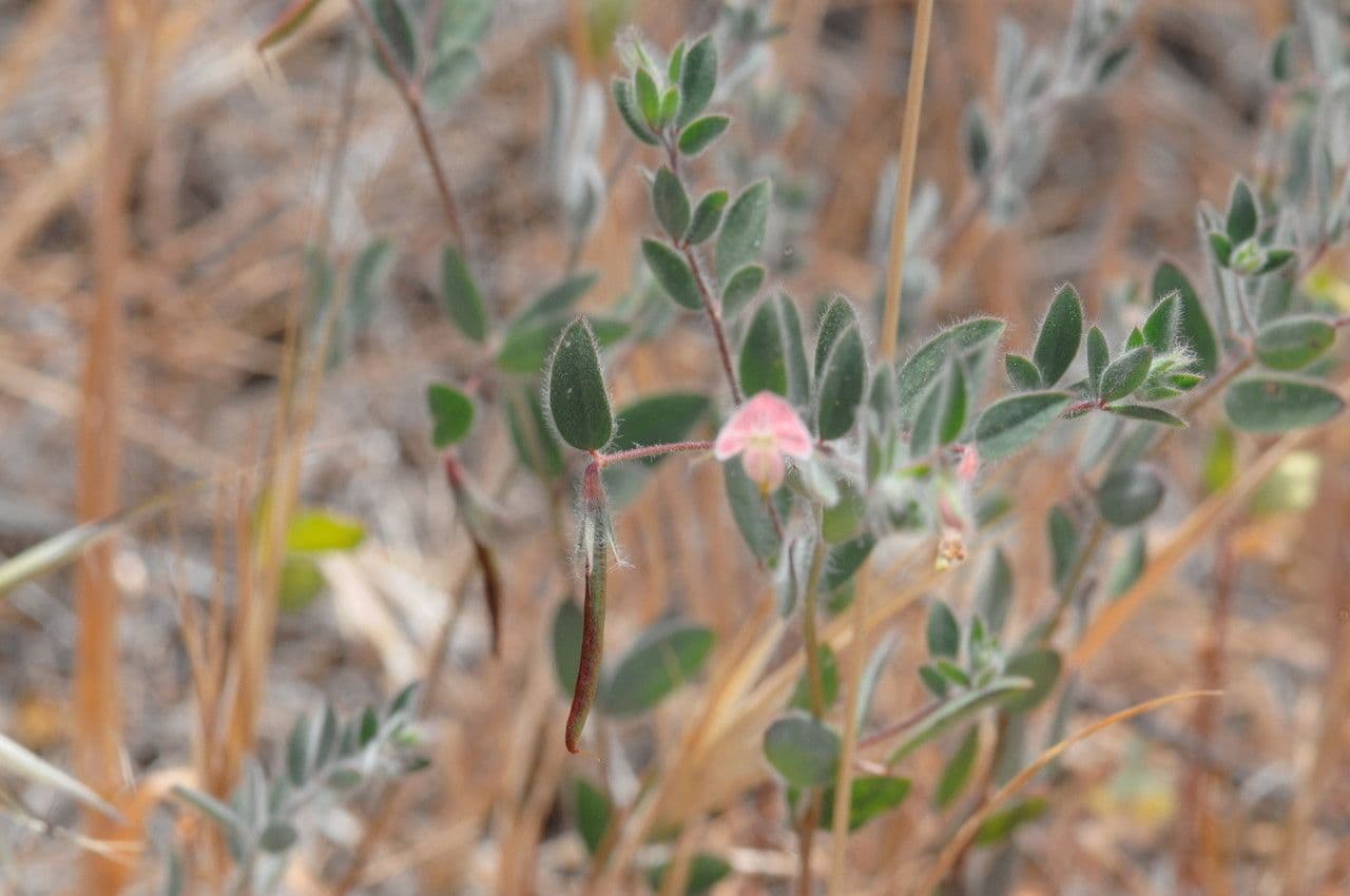 Acmispon americanus 10