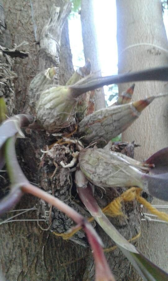Laelia magnifica 6