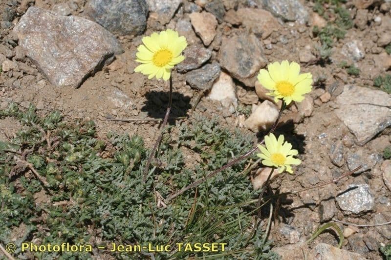 Leucanthemopsis 6