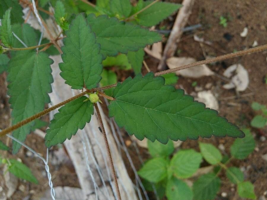 Croton 10