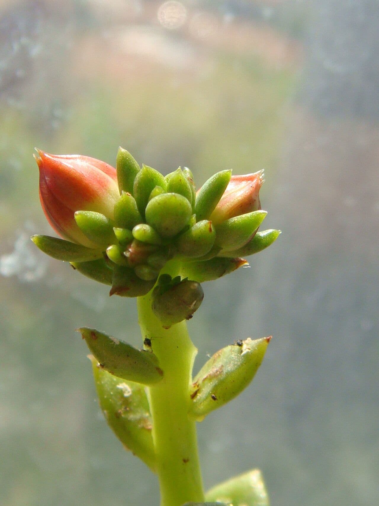 Echeveria