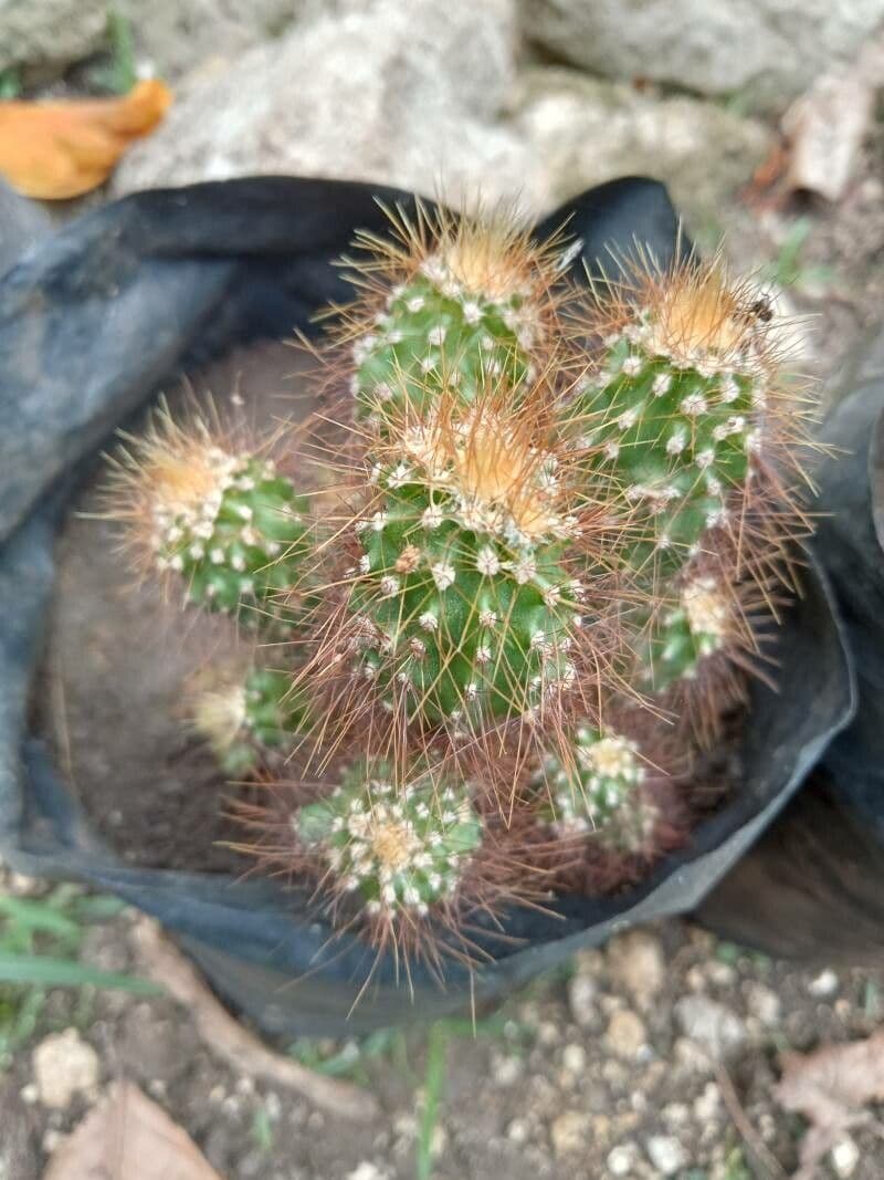 Cactus mela del Perù 3