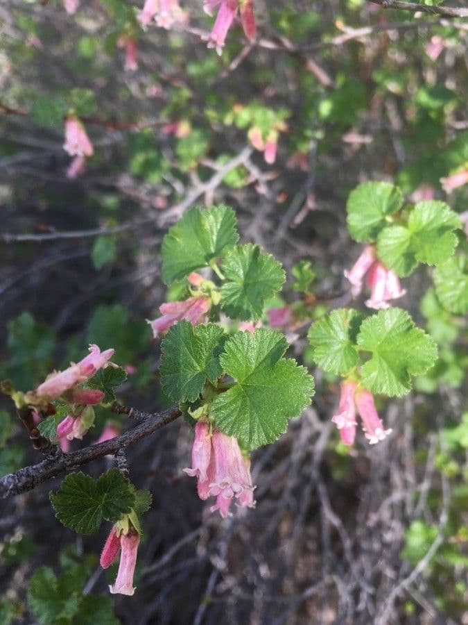 Ribes cereo 9