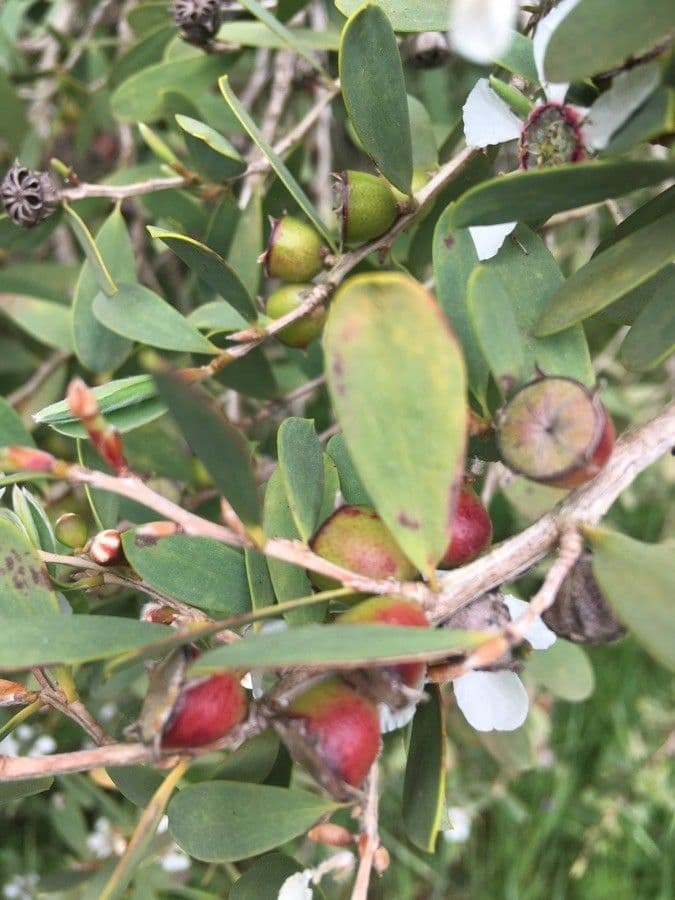 Manuka 4