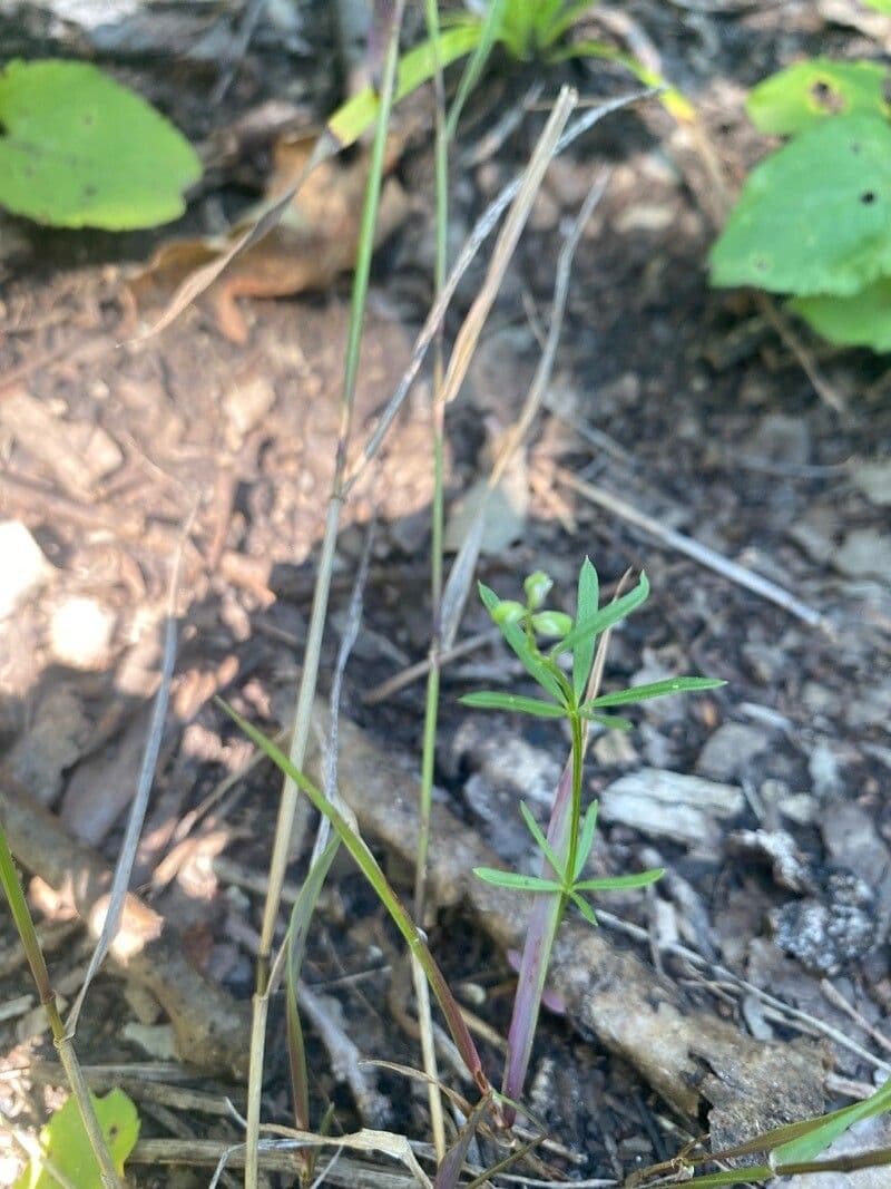 Polygala verticillata 5