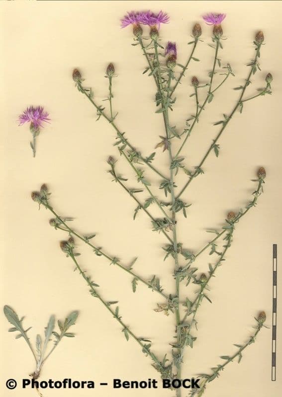 Centaurée paniculée 26