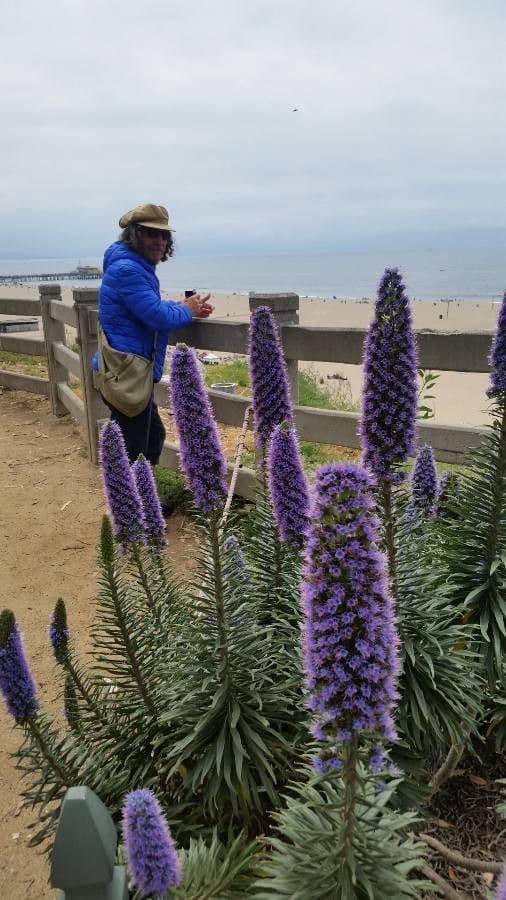 Echium di Madeira 15
