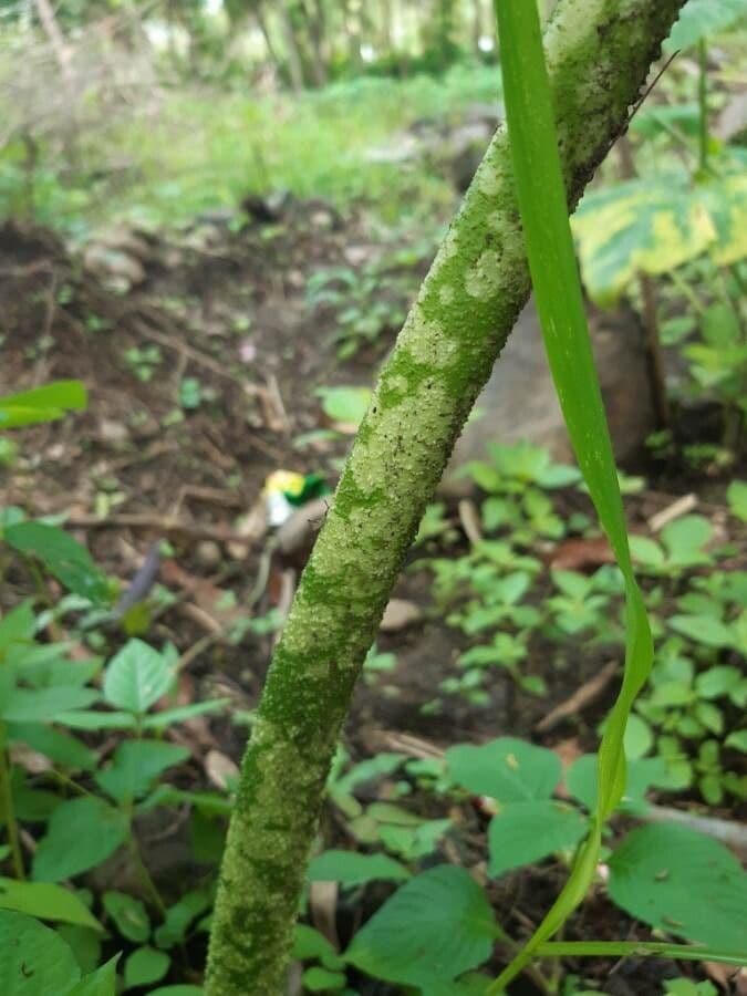 Patata talinga 24