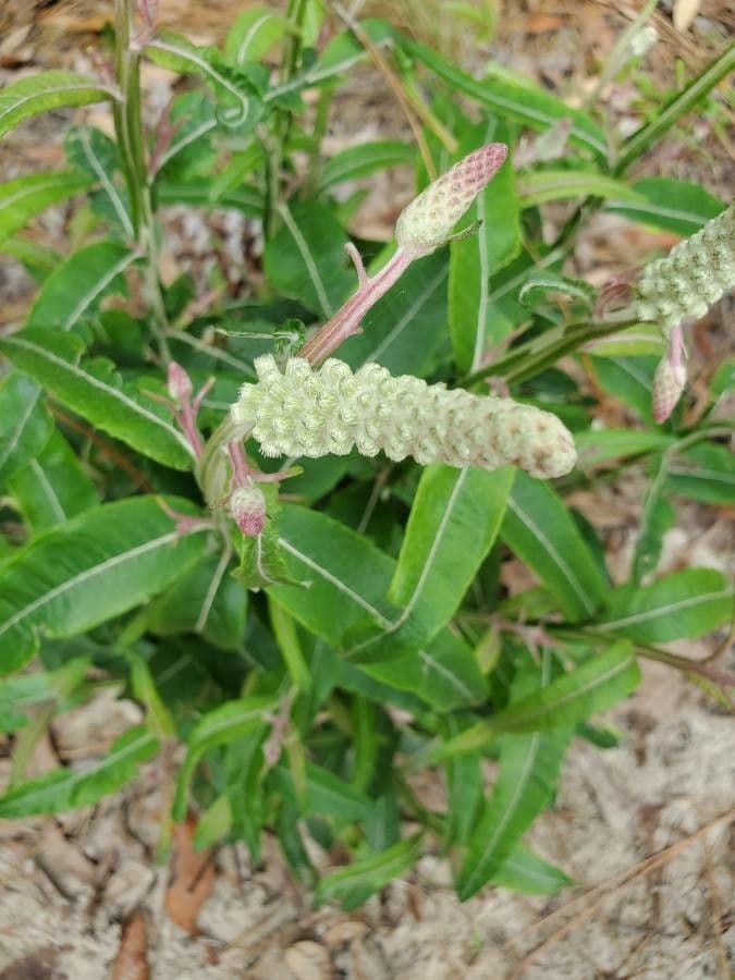 Pterocaulon 6