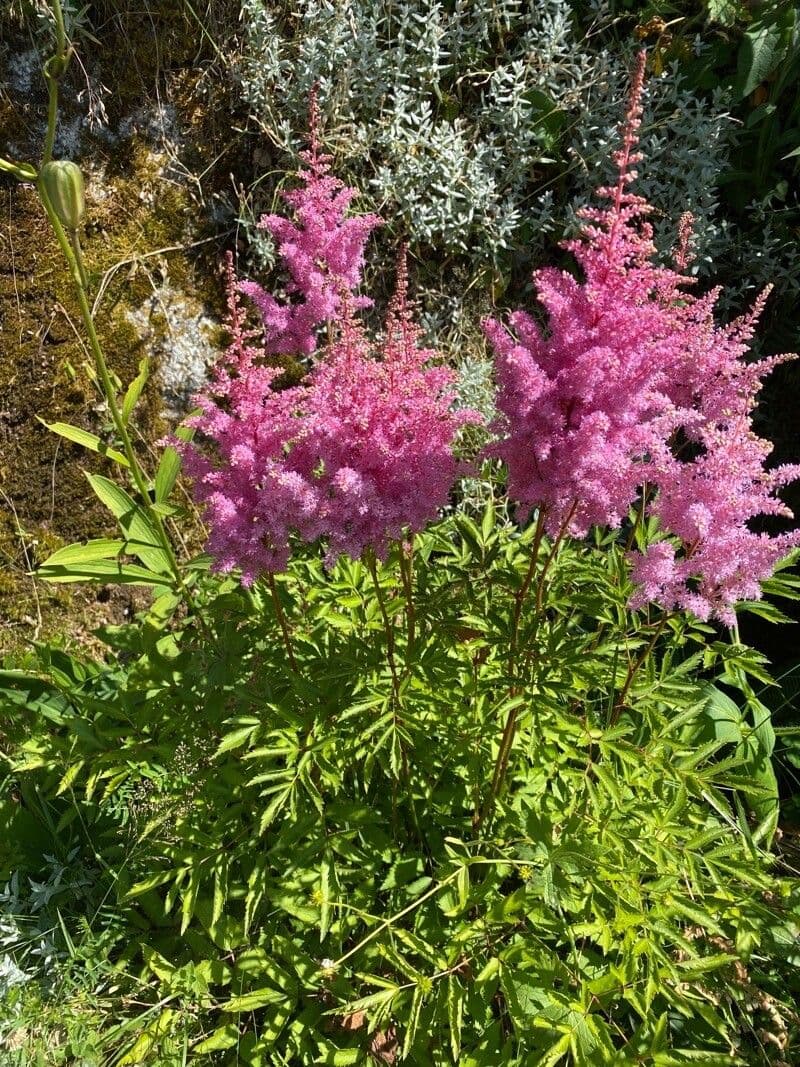 Astilbe giapponese 15