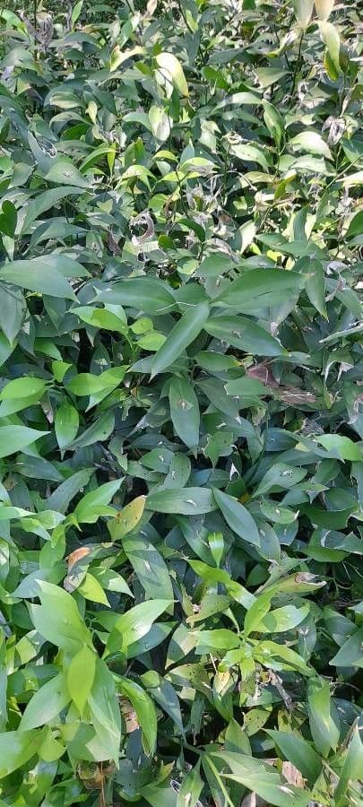 Ruscus hypoglossum 12