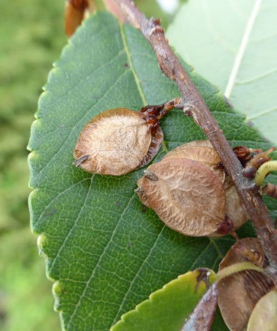 Zelkova 5