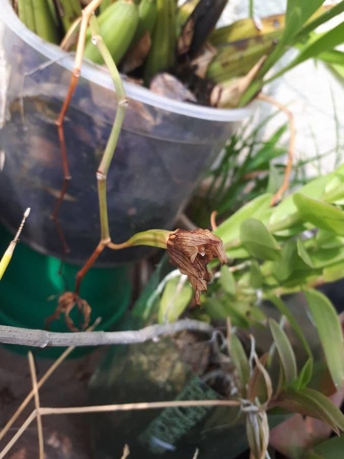 Coelogyne flaccida 2