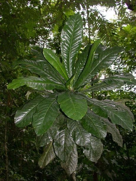 Potalia turbinata 20