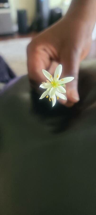 Nothoscordum bivalve 6