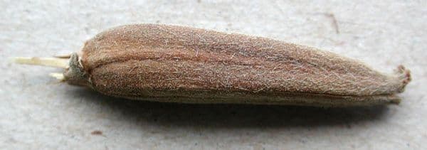 Hairy evening primrose 2