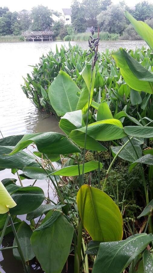 Thalia dealbata 9