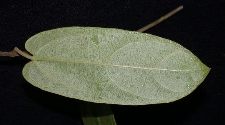 Osterluzei