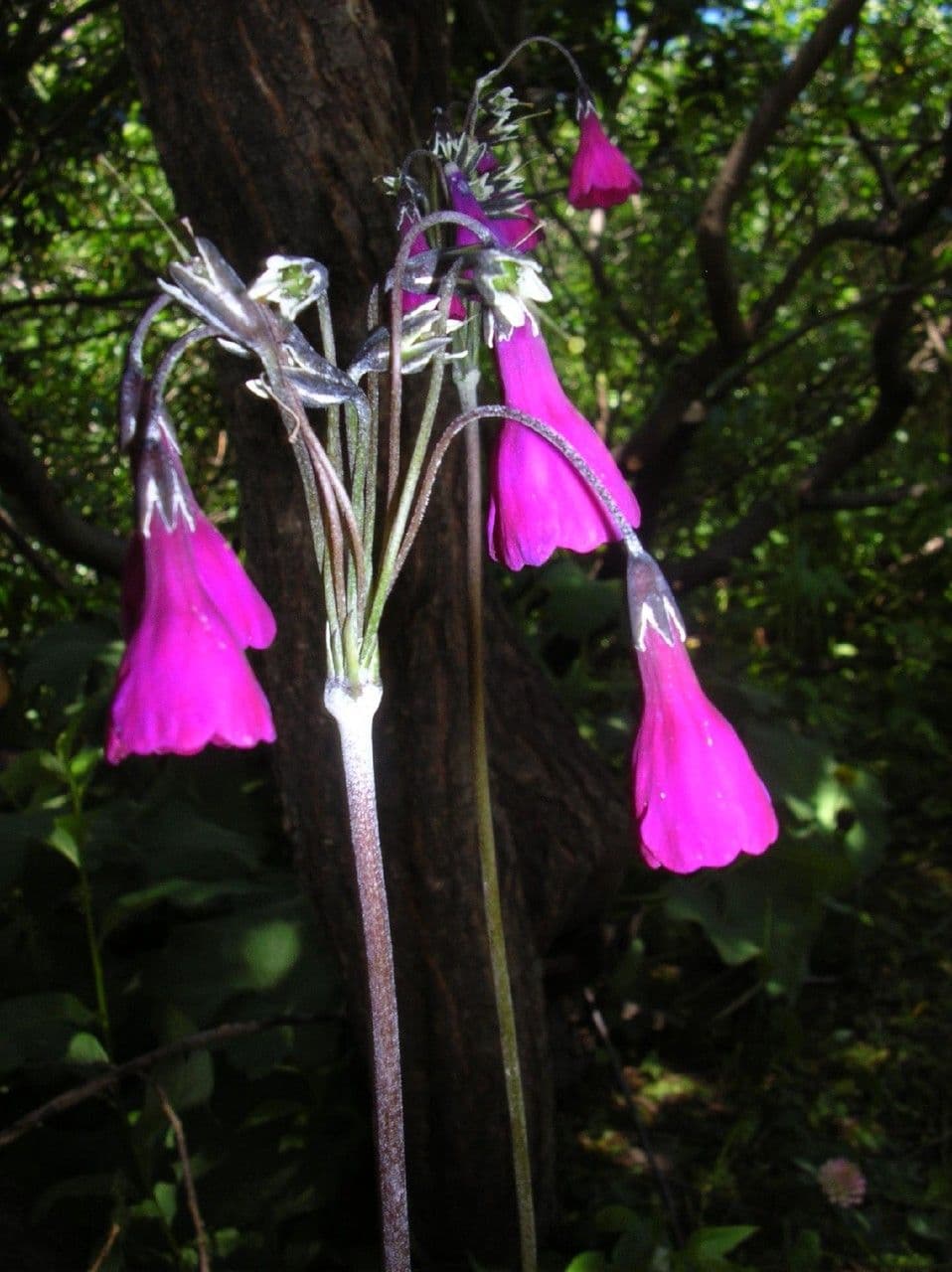 Primula 3
