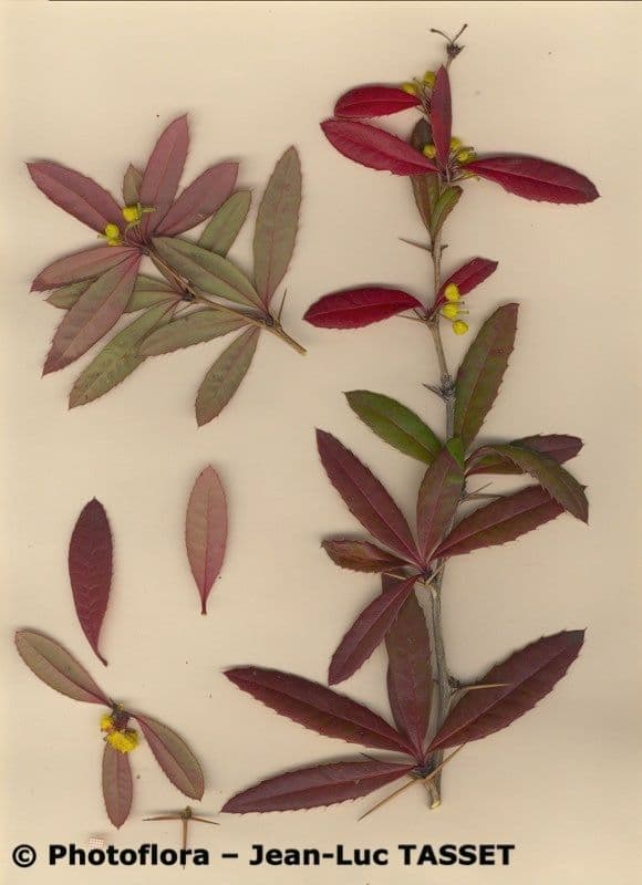 Berberitze 10