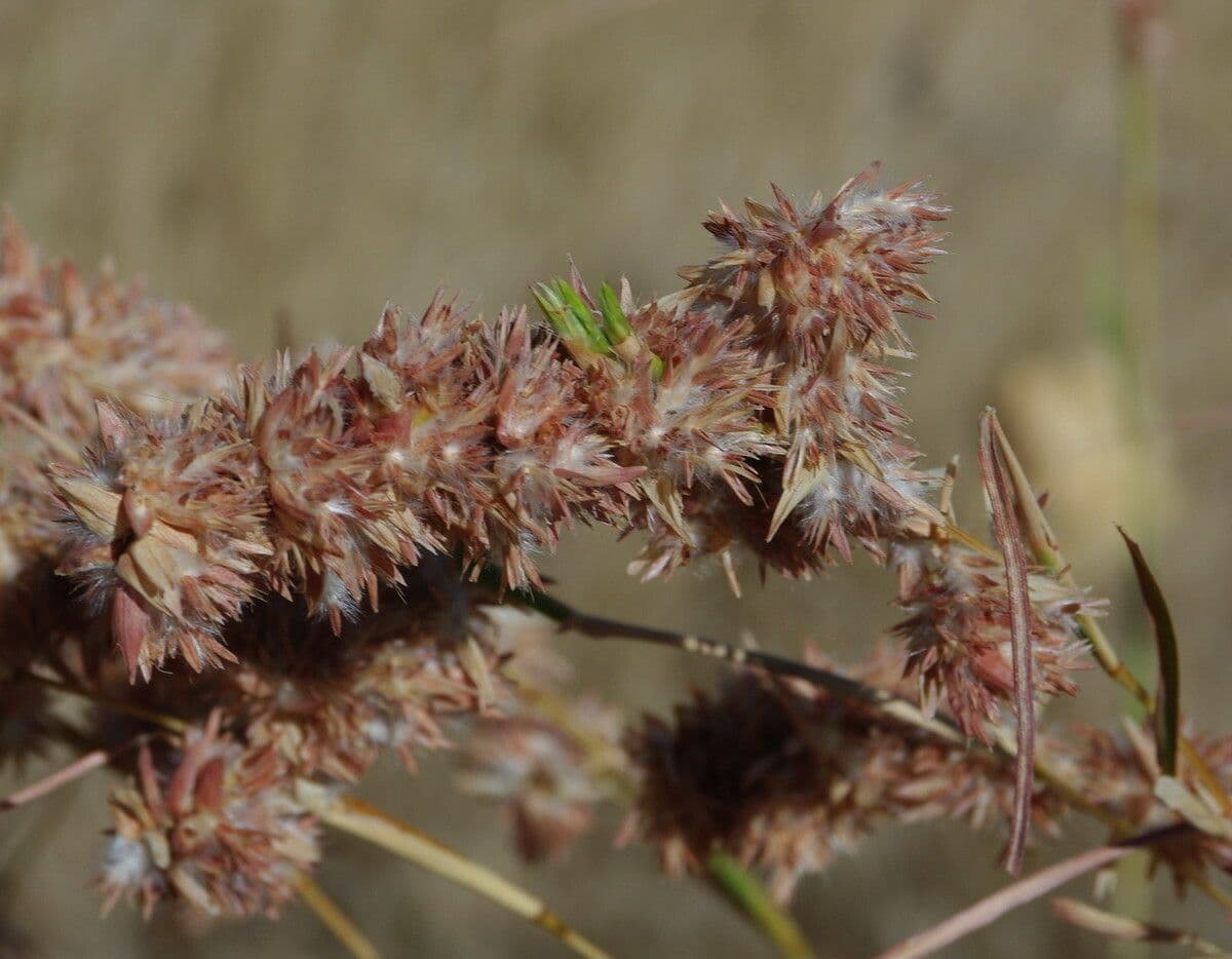 Trawa geranium 6