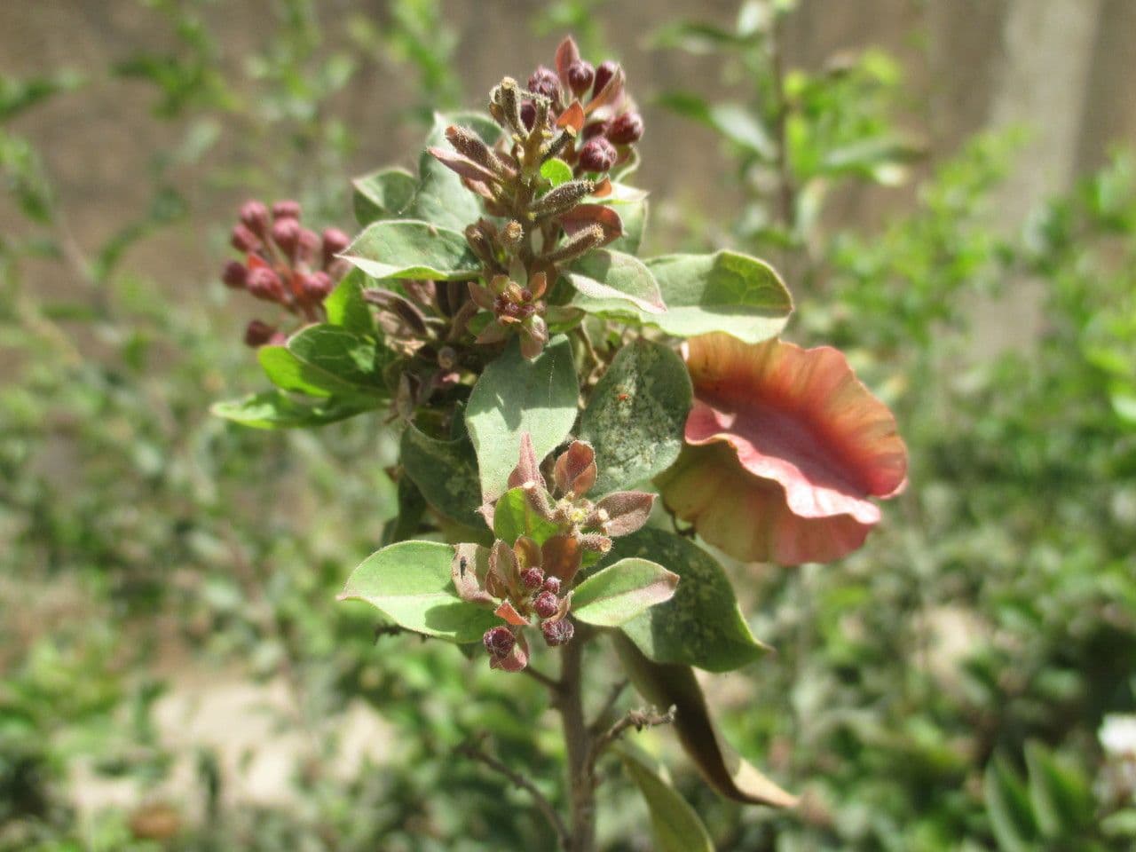 Combretum 7