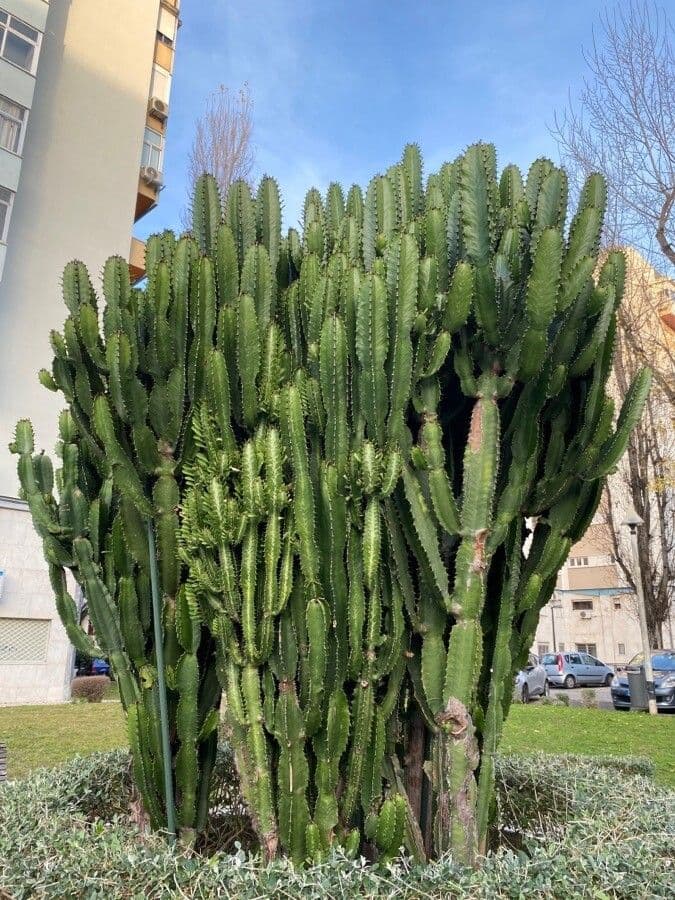 Tabaiba gigante 20