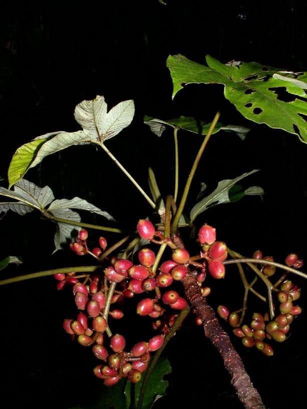 Pourouma bicolor 21
