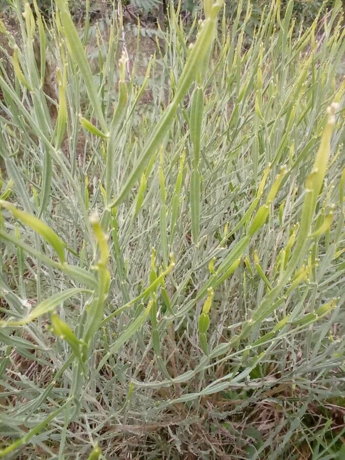 Baccharis 9