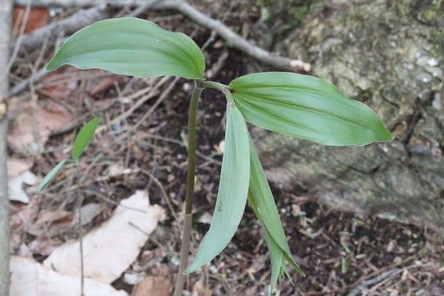 Uvularia sessilifolia 14