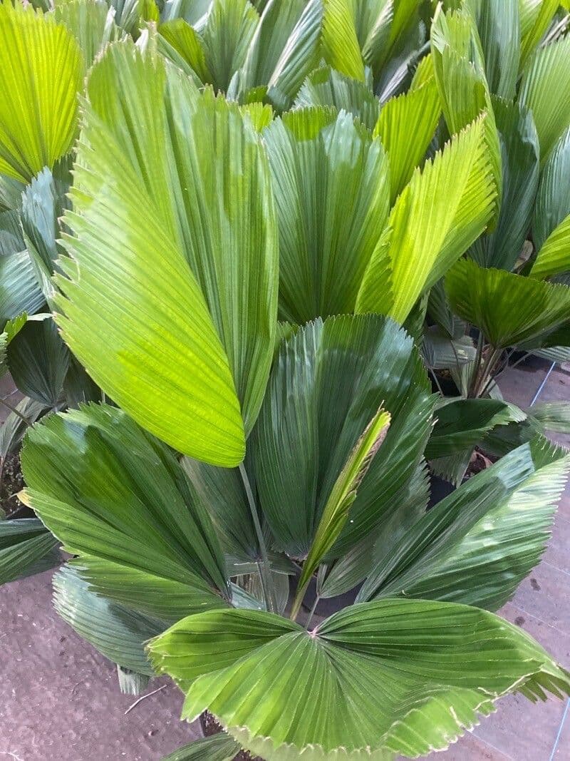 Palma a ventaglio di Vanuatu 13