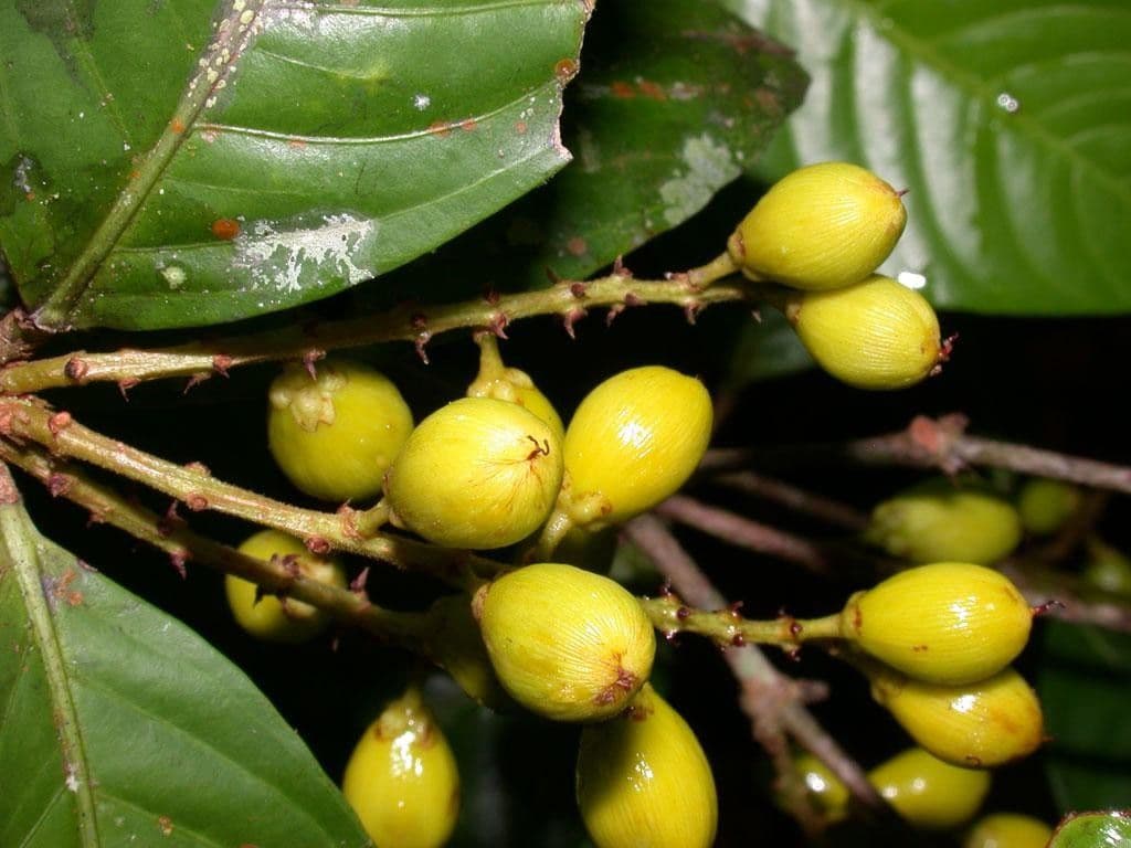 Quiina macrophylla 4