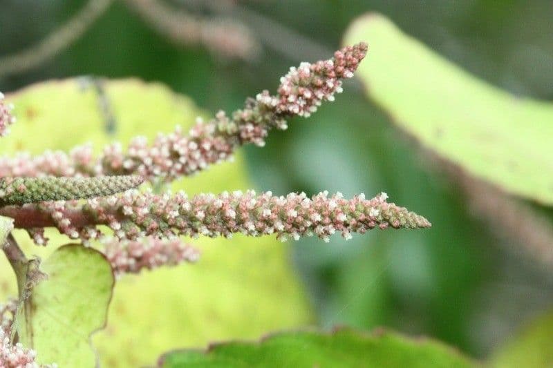Acalypha 6