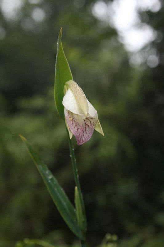 Orchidea 4