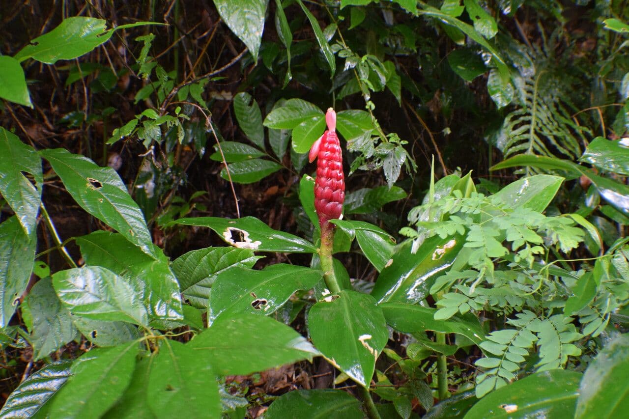 Costus 9