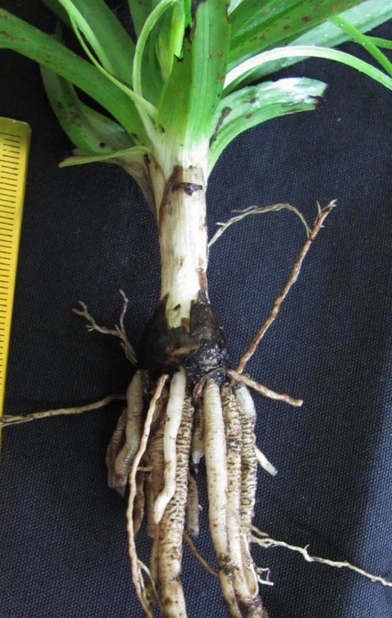 Hypoxis 11