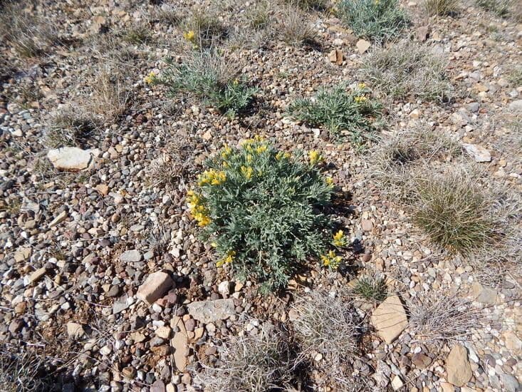 Fendler's bladderpod 9