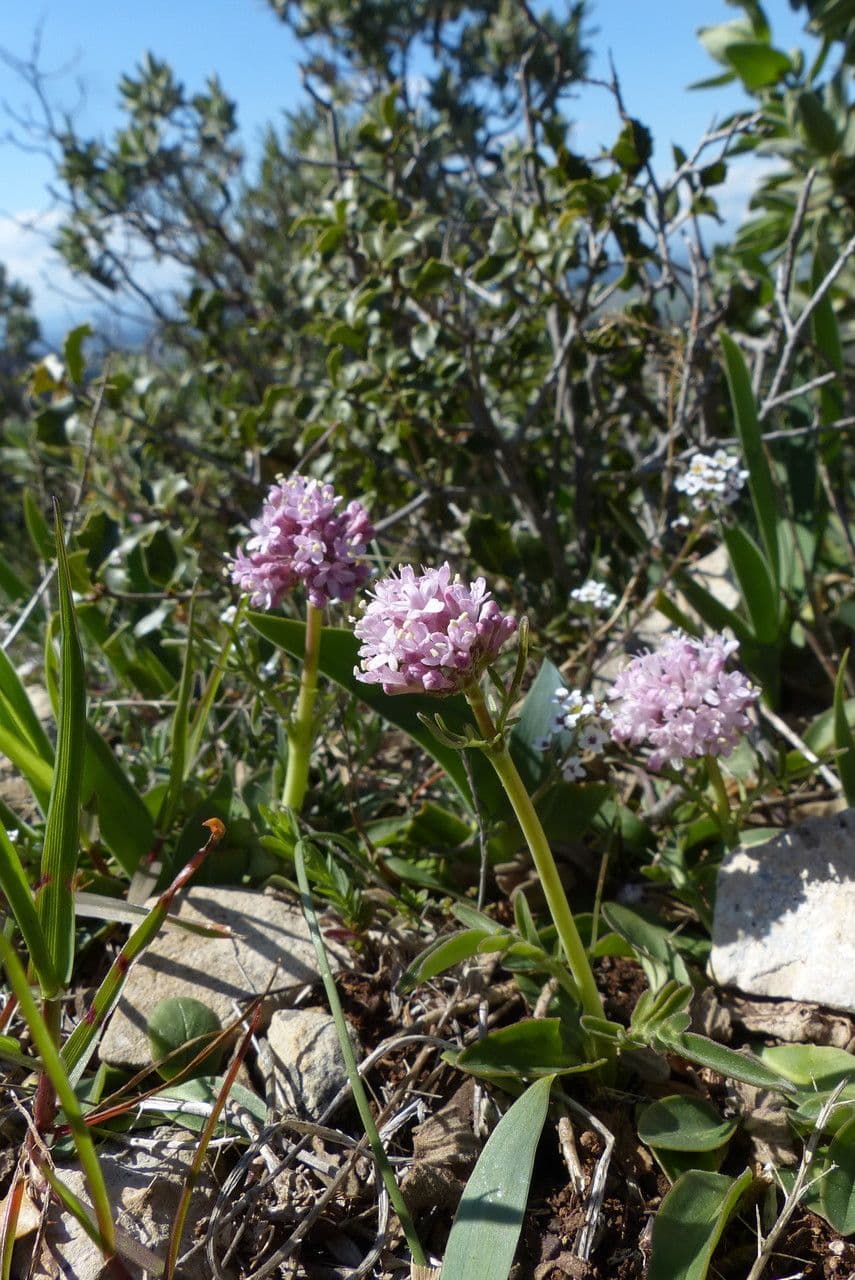 Valeriana tuberosa 13
