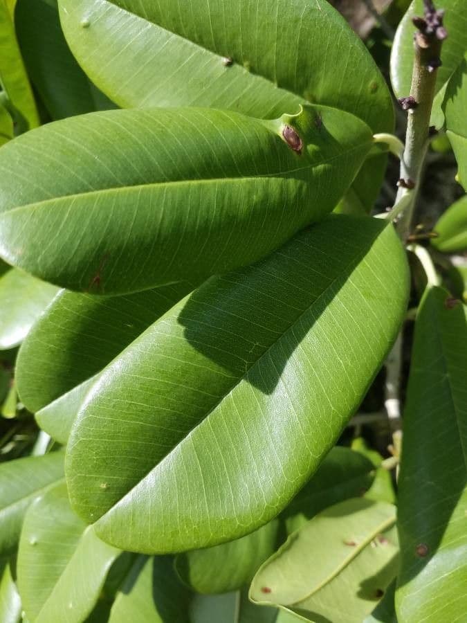 Manilkara 5