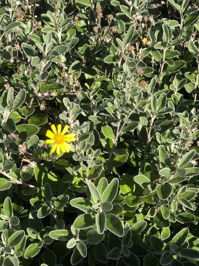 Brachyglottis 13