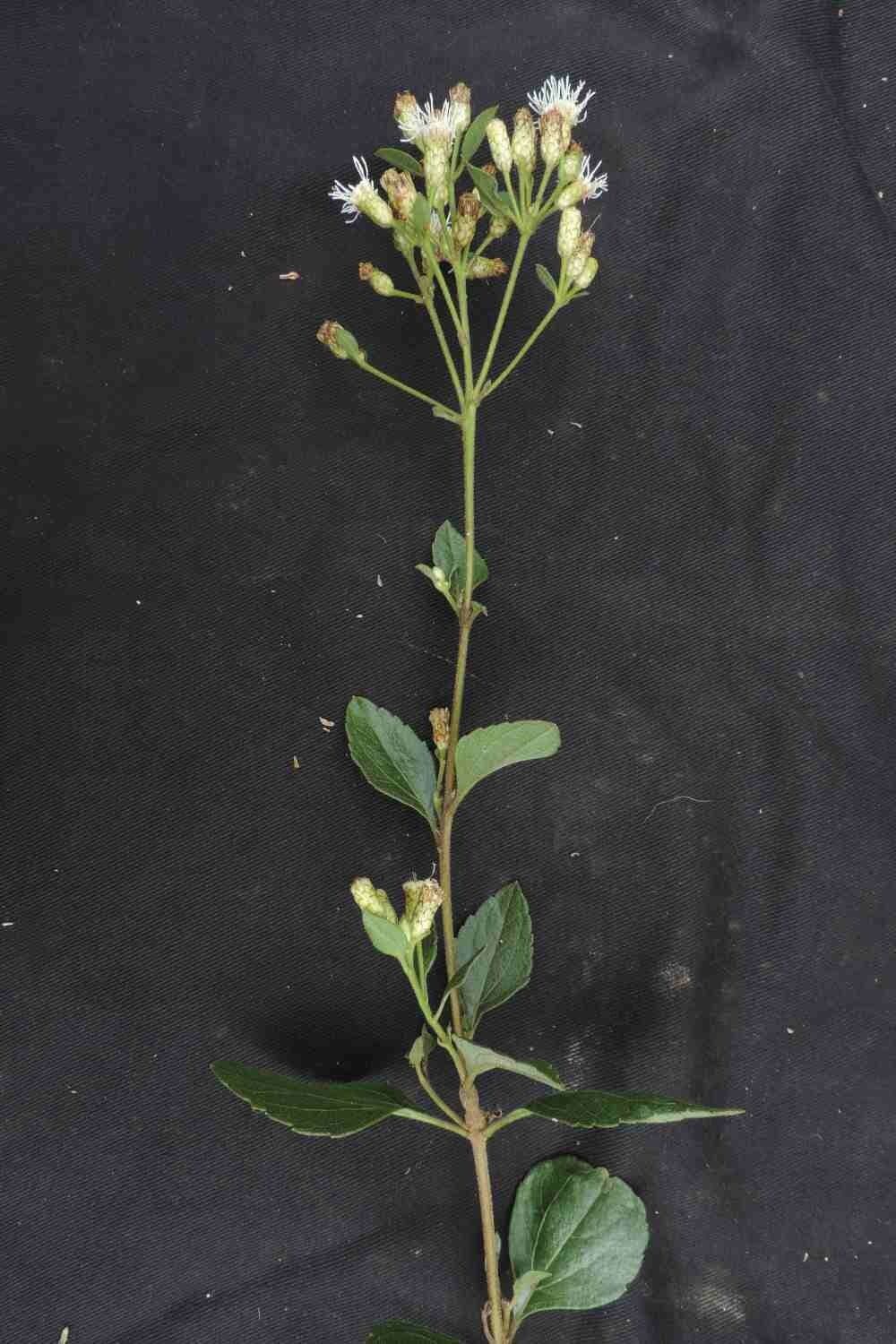 Chromolaena 2