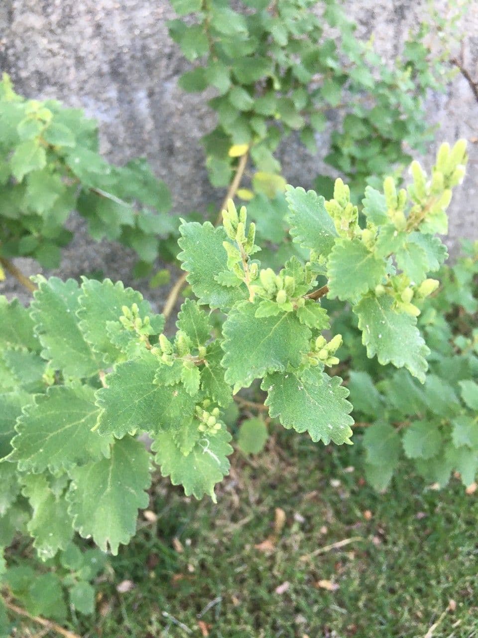 Ufer-Tetradenia 15