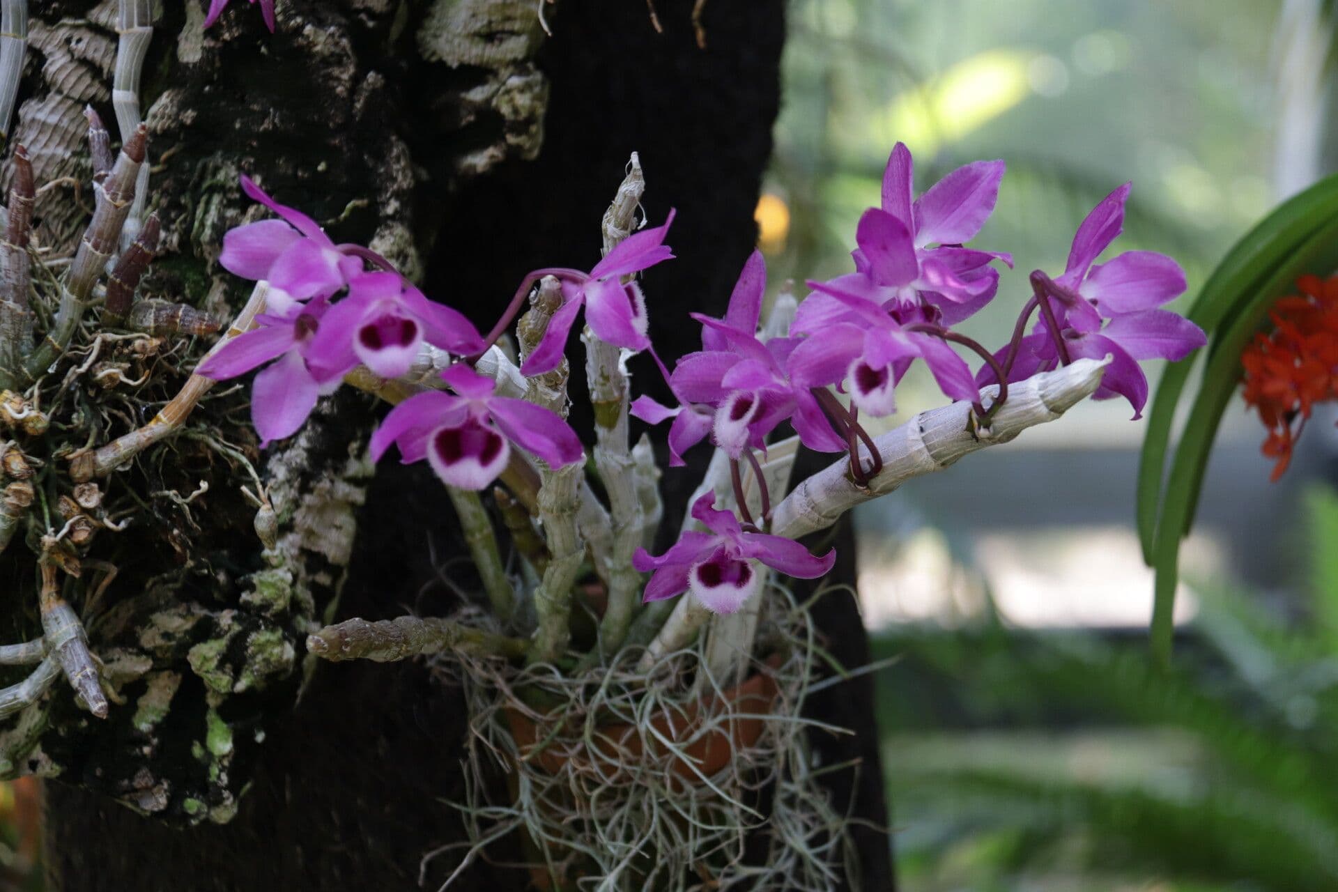 Dendrobium di Parish 3