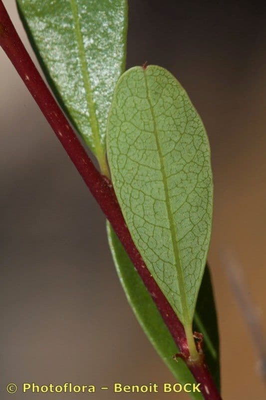 Flueggea tinctoria 17